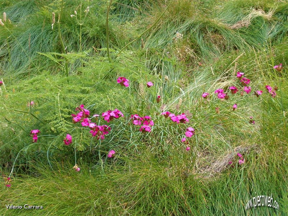 Tanti altri fiori sempre nella conca dei Campelli (11).jpg